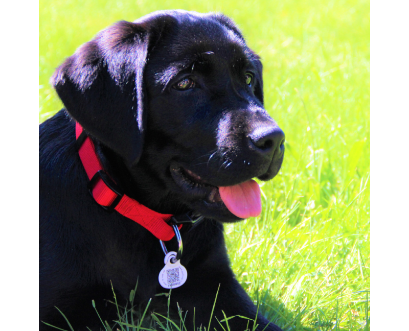 Médaille Petlink