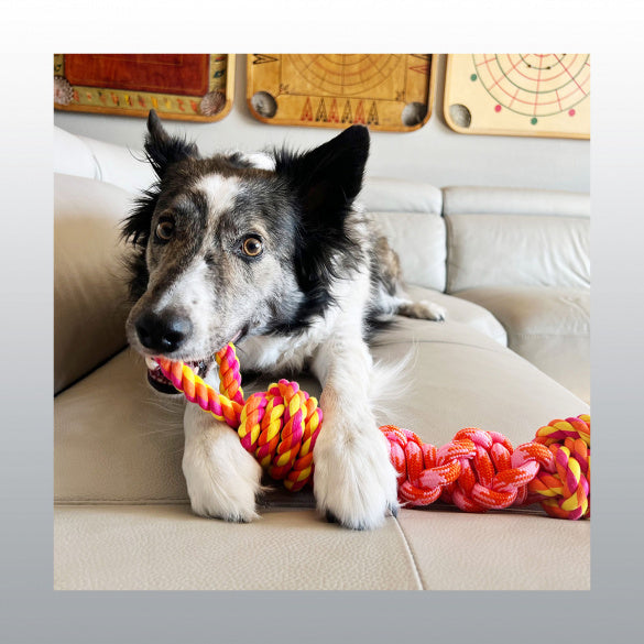 Jouet Kong Rope Bunji chien