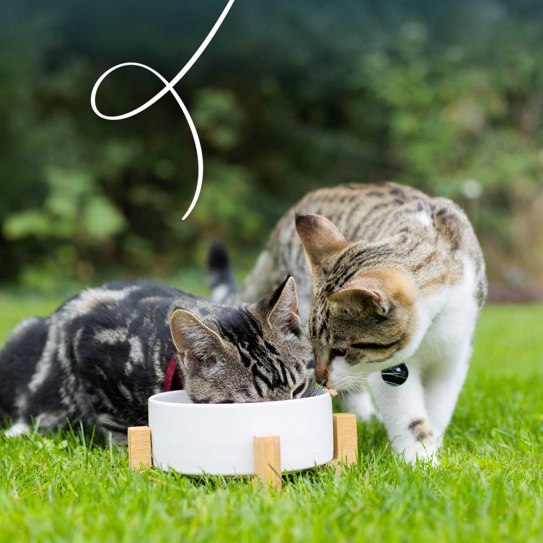 Yarrah bouchées bio sans céréales - pâtée chat
