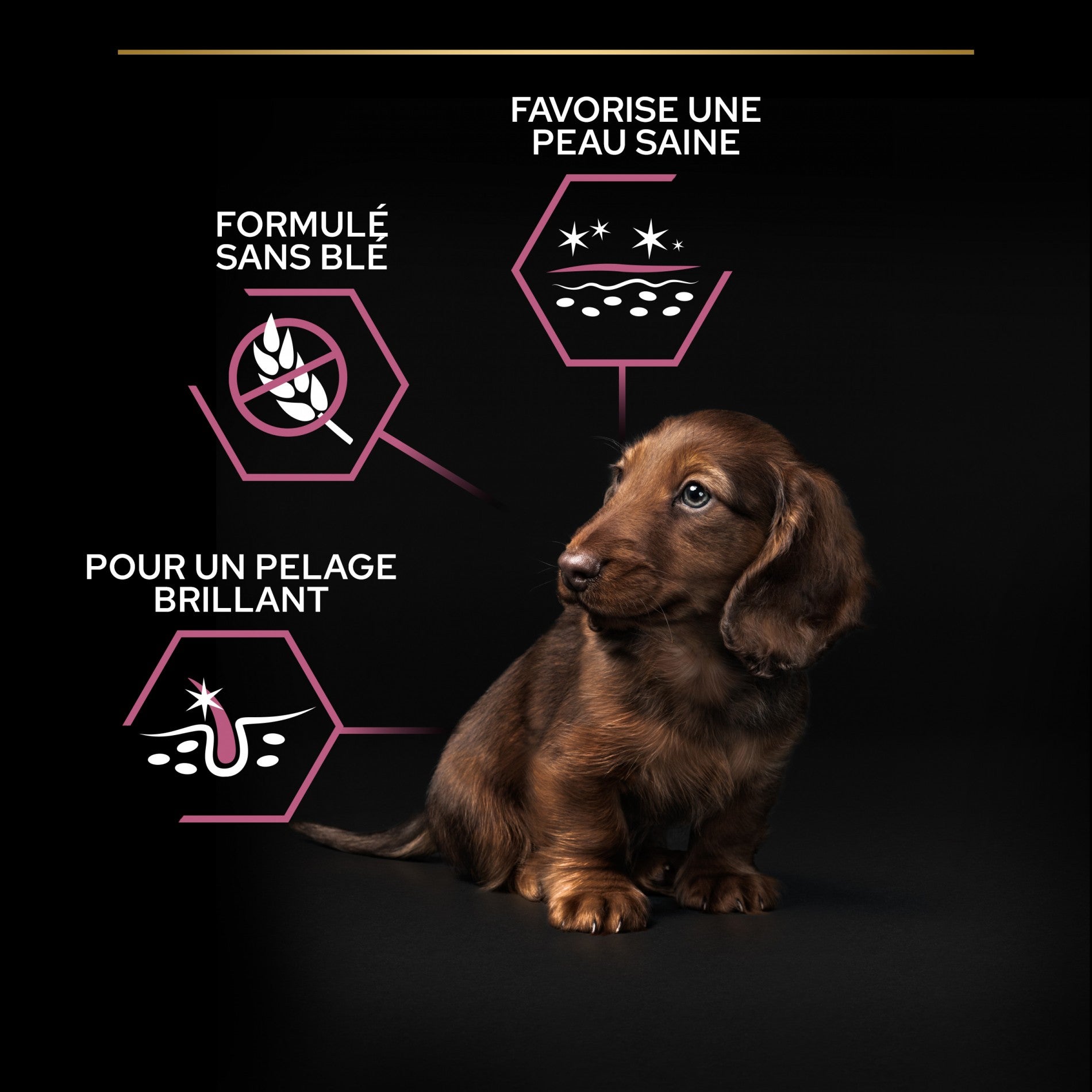 Pro Plan Sensitive Skin Small & Mini Puppy au saumon - croquettes chiot