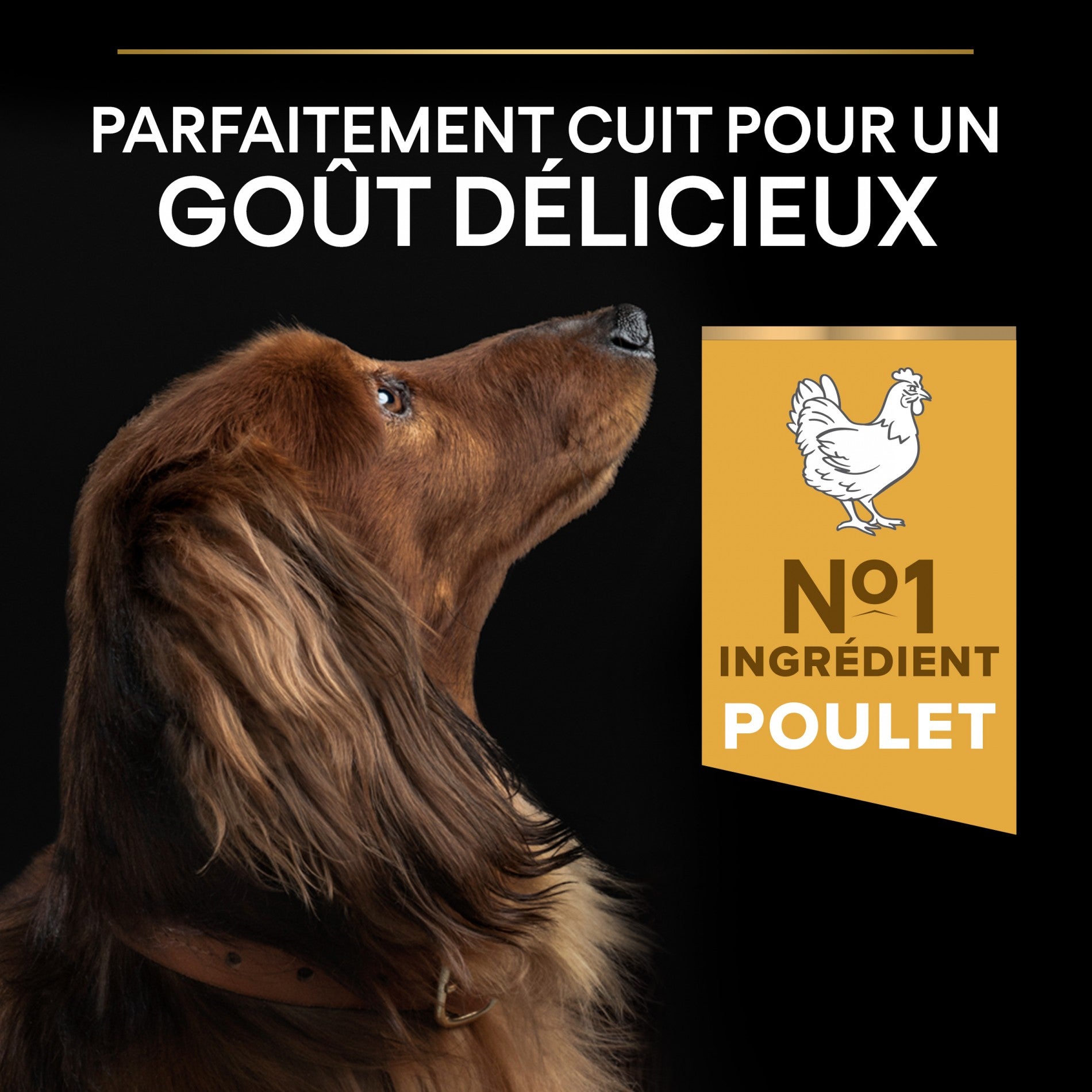 Pro Plan Everyday Nutrition Small & Mini Adult au poulet - croquettes chien