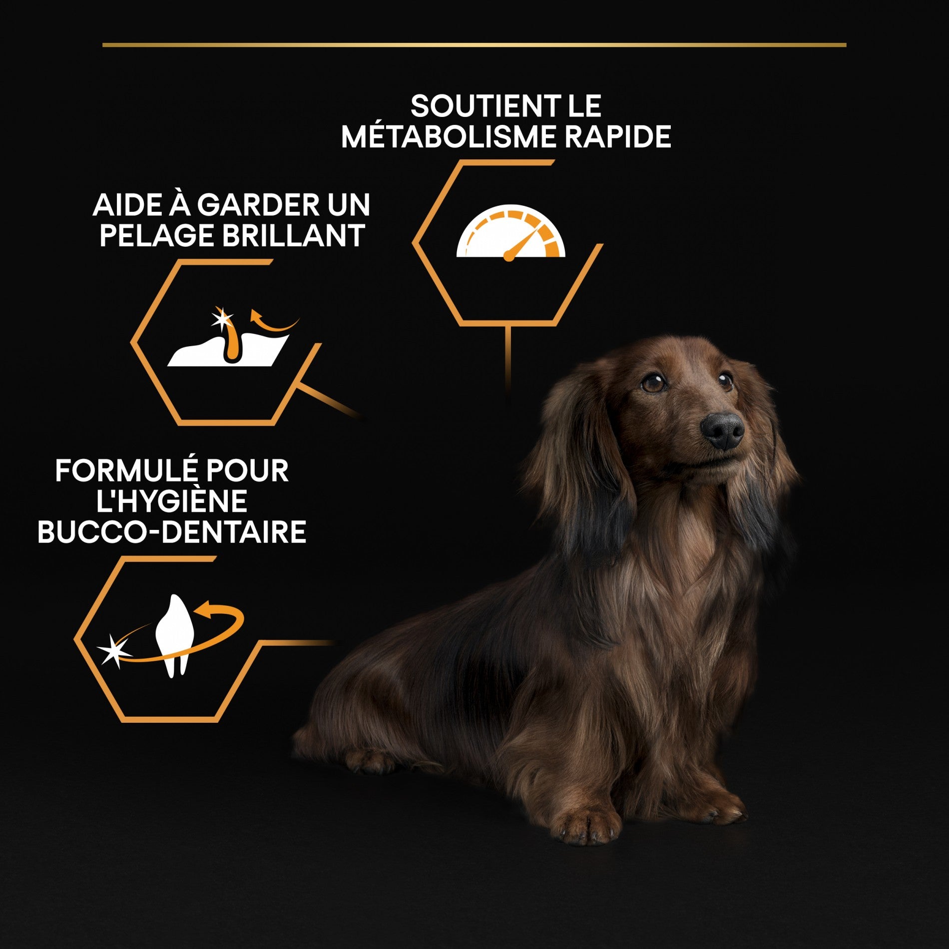 Pro Plan Everyday Nutrition Small & Mini Adult au poulet - croquettes chien