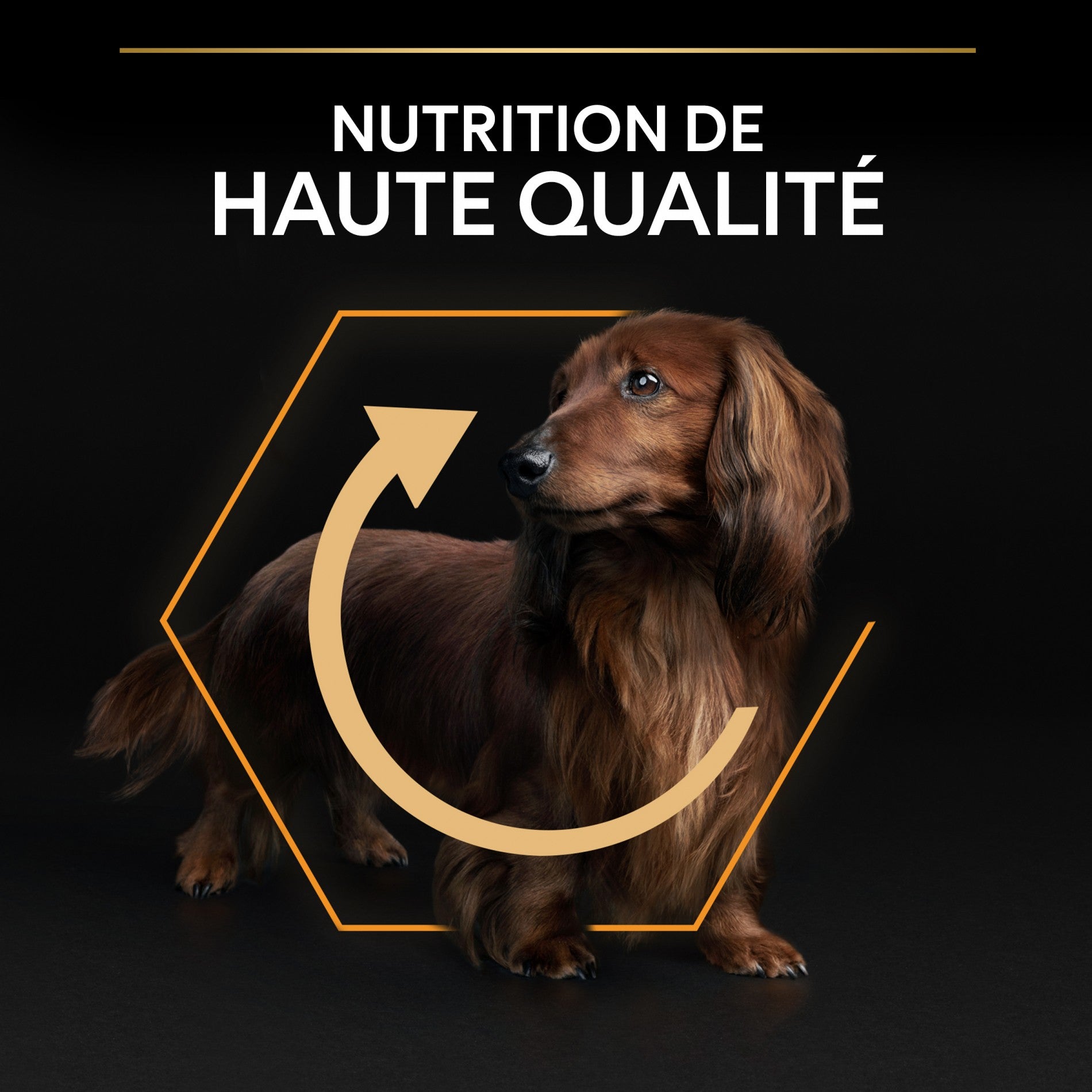 Pro Plan Everyday Nutrition Small & Mini Adult au poulet - croquettes chien