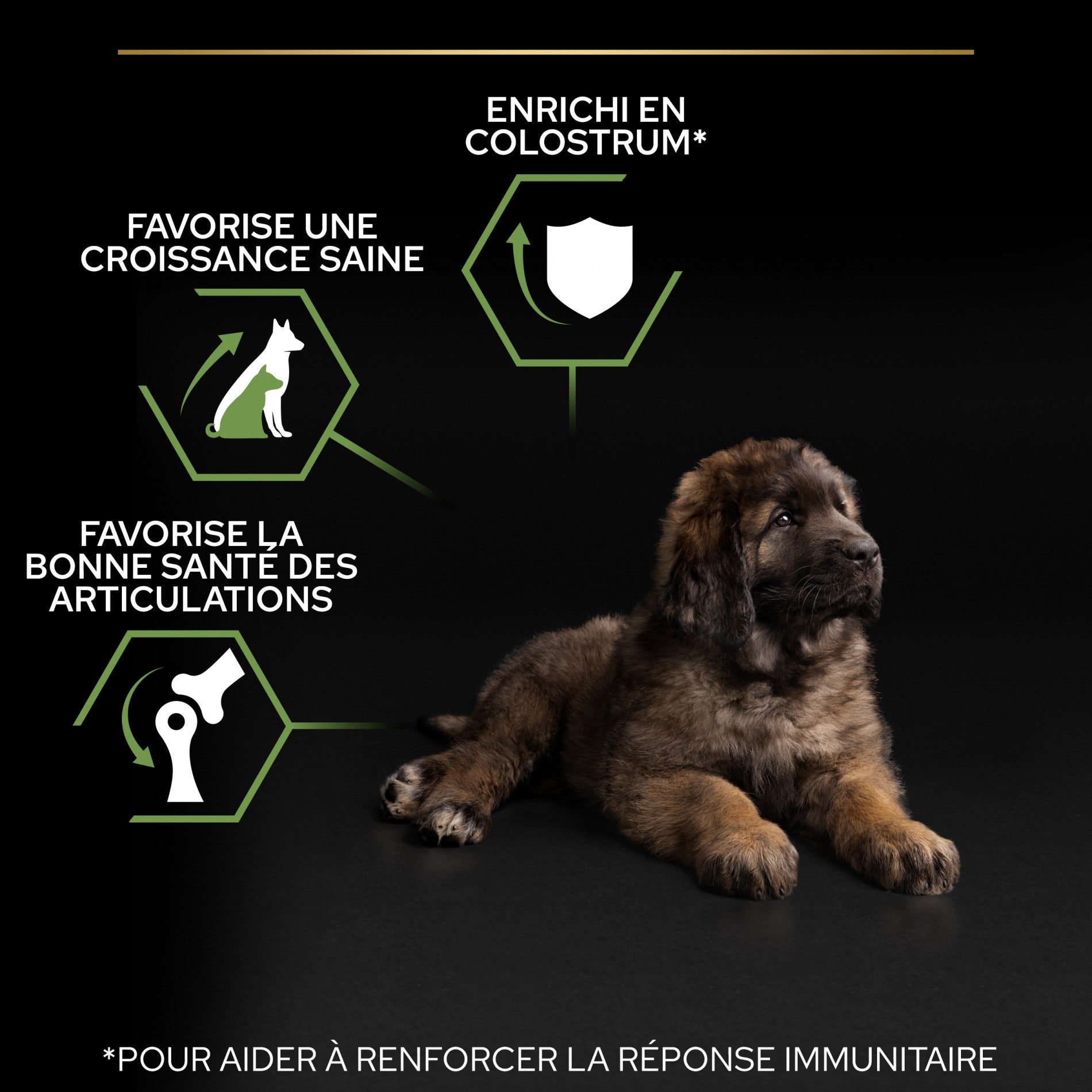 Pro Plan Healthy Start Large Robust Puppy au poulet - croquettes chiot
