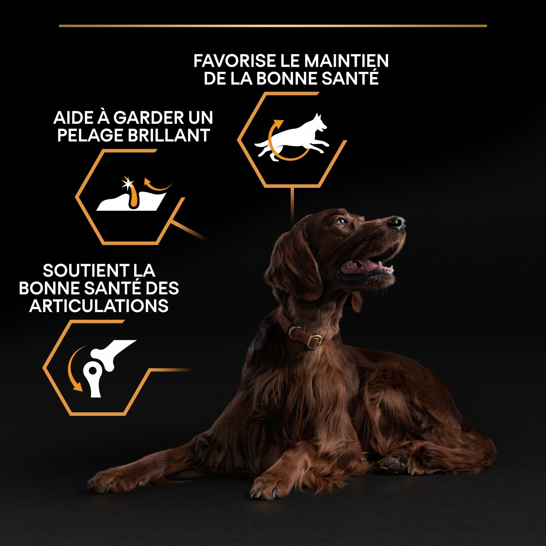 Pro Plan Everyday Nutrition Large Athletic Adult au poulet - croquettes chien