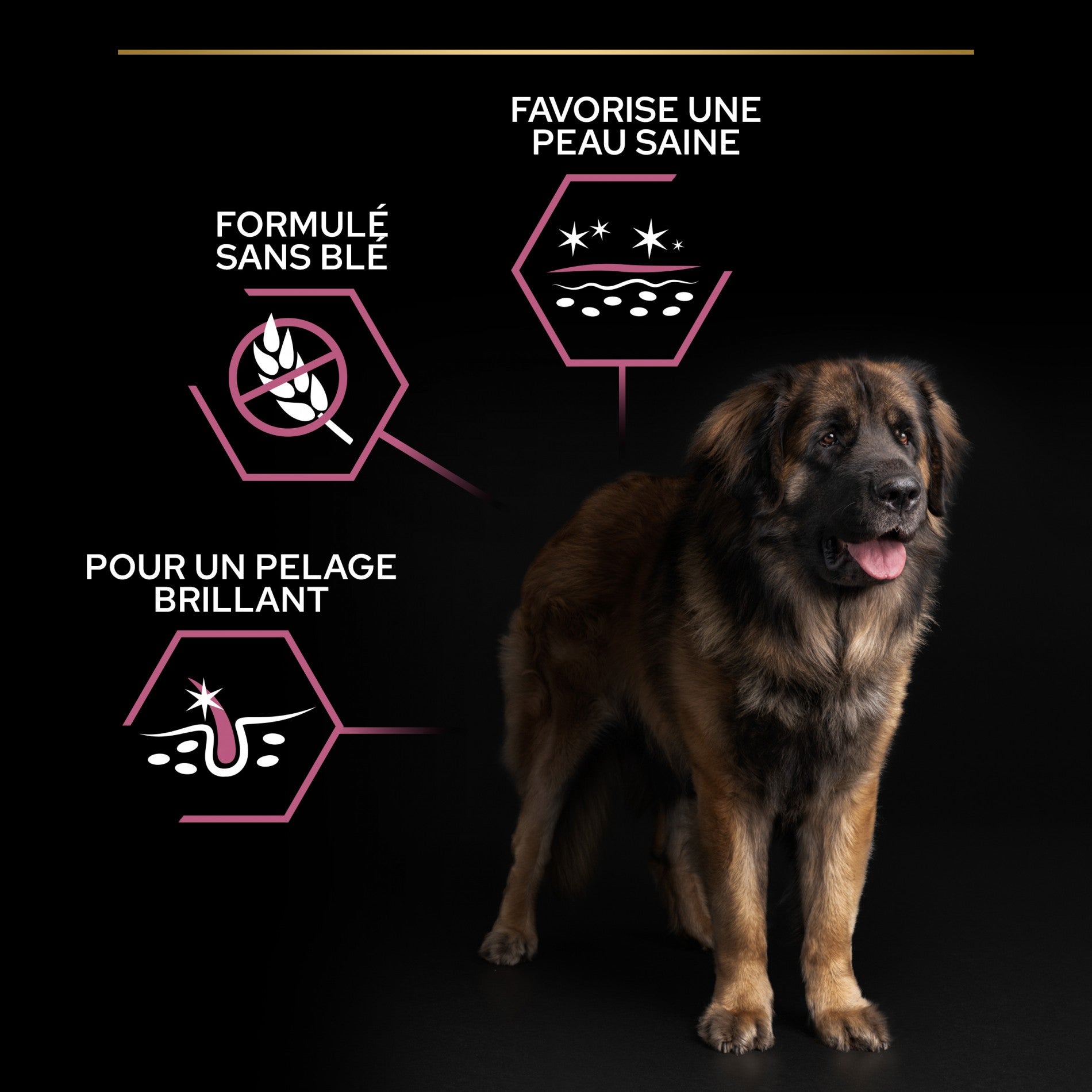 Pro Plan Sensitive Skin Large Robust Adult au saumon - croquettes chien