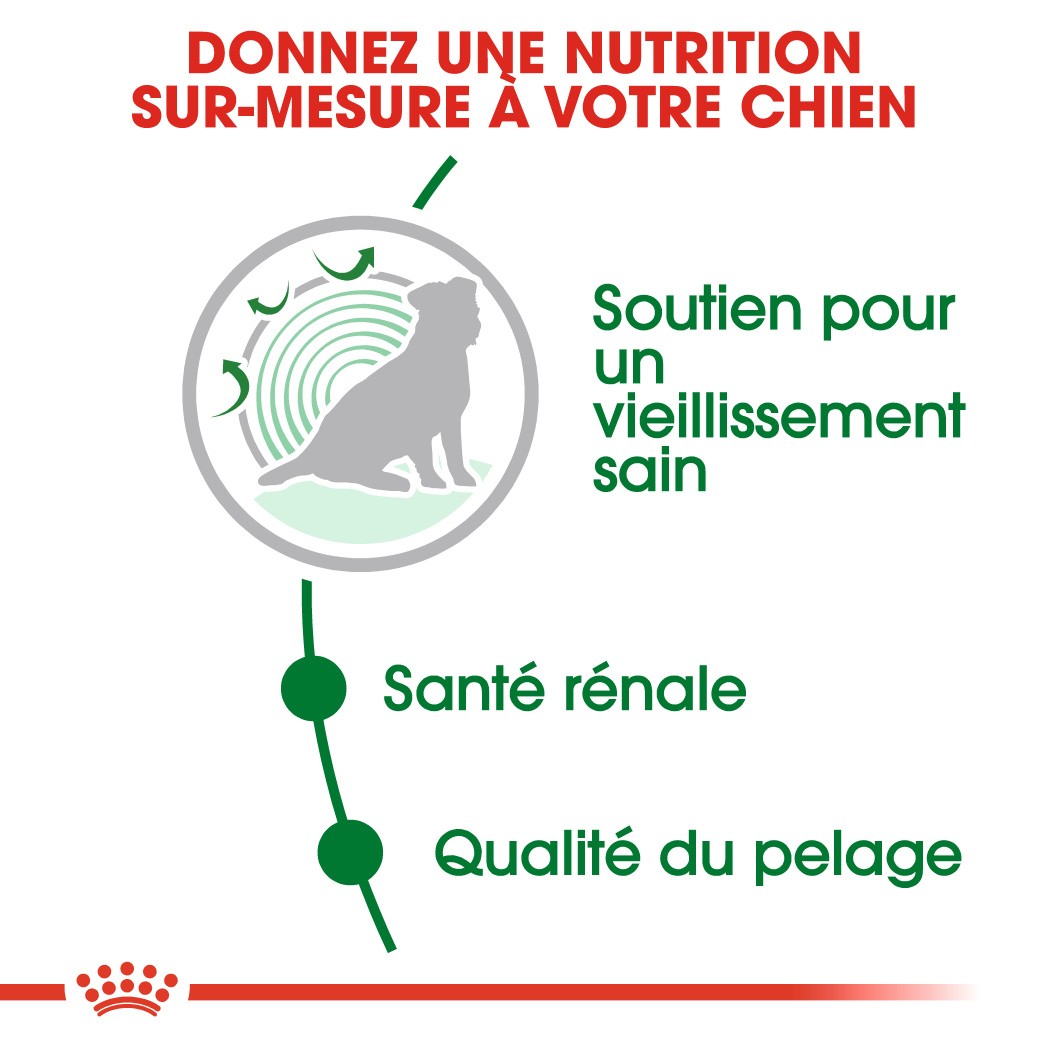 Royal Canin Mini Ageing 12+ - croquettes chien