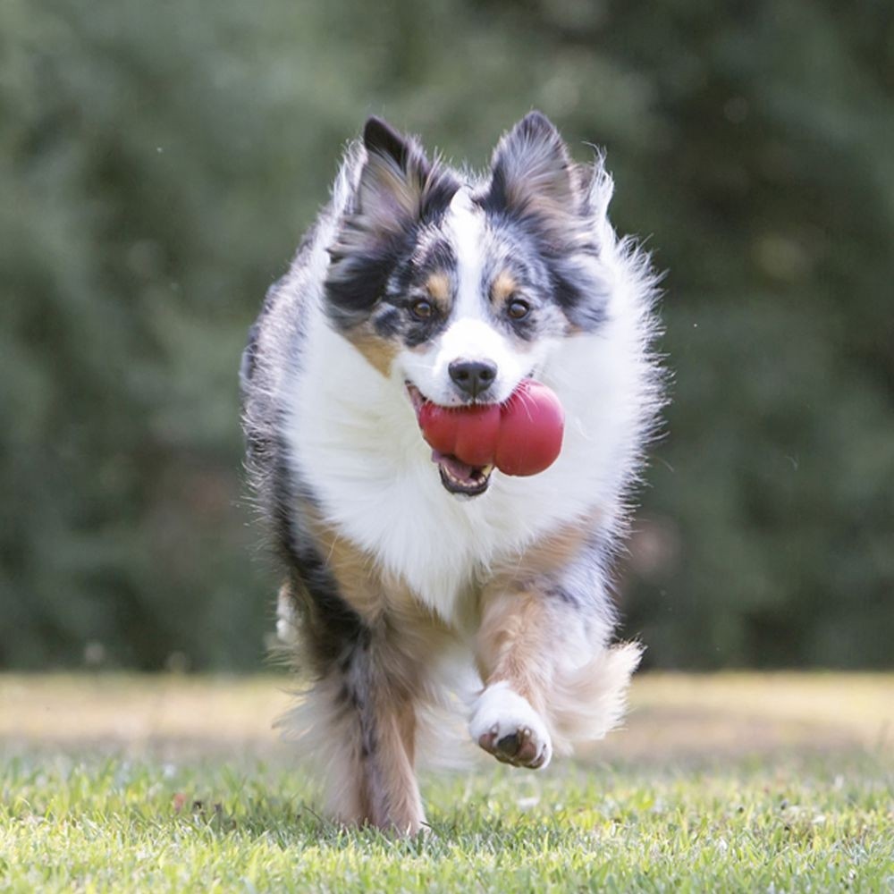 Jouet Classic KONG - Jouet à mâcher pour chien