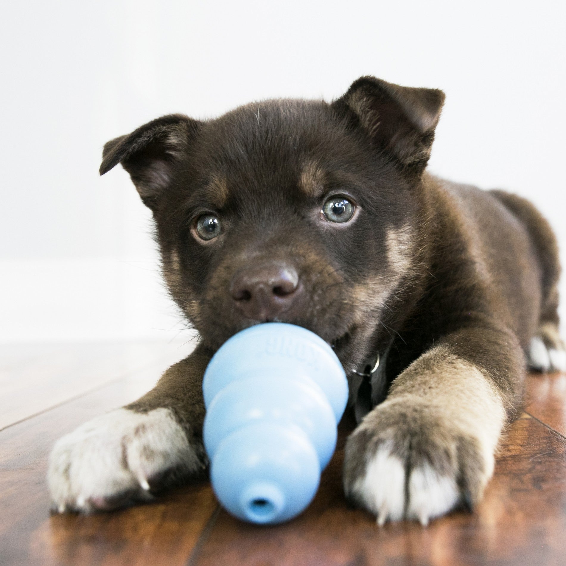 Jouet pour chiot KONG