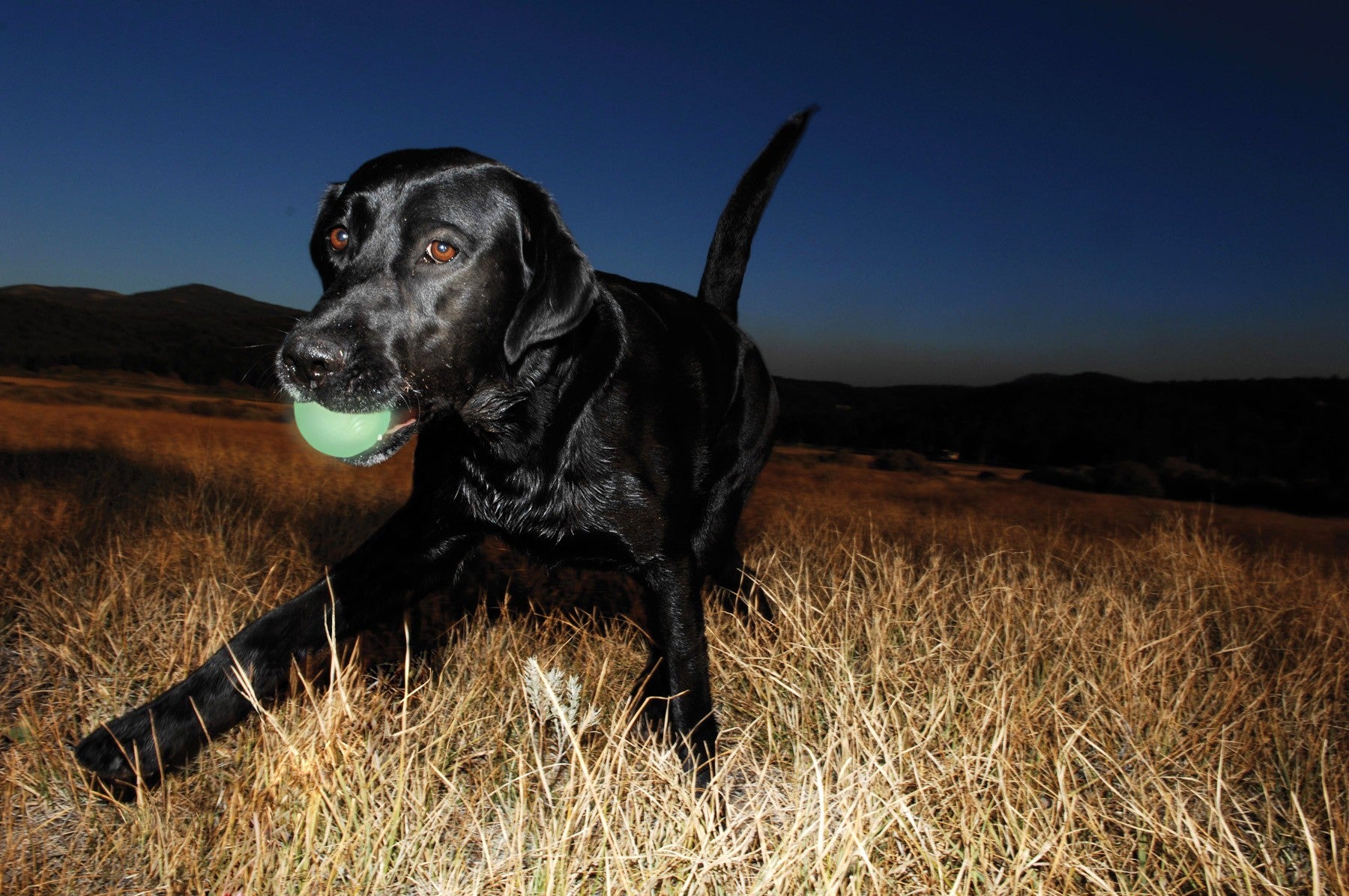 Balle lumineuse Max Glow chien