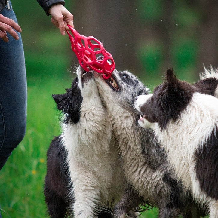 Balle XL Hol-EE roller chien