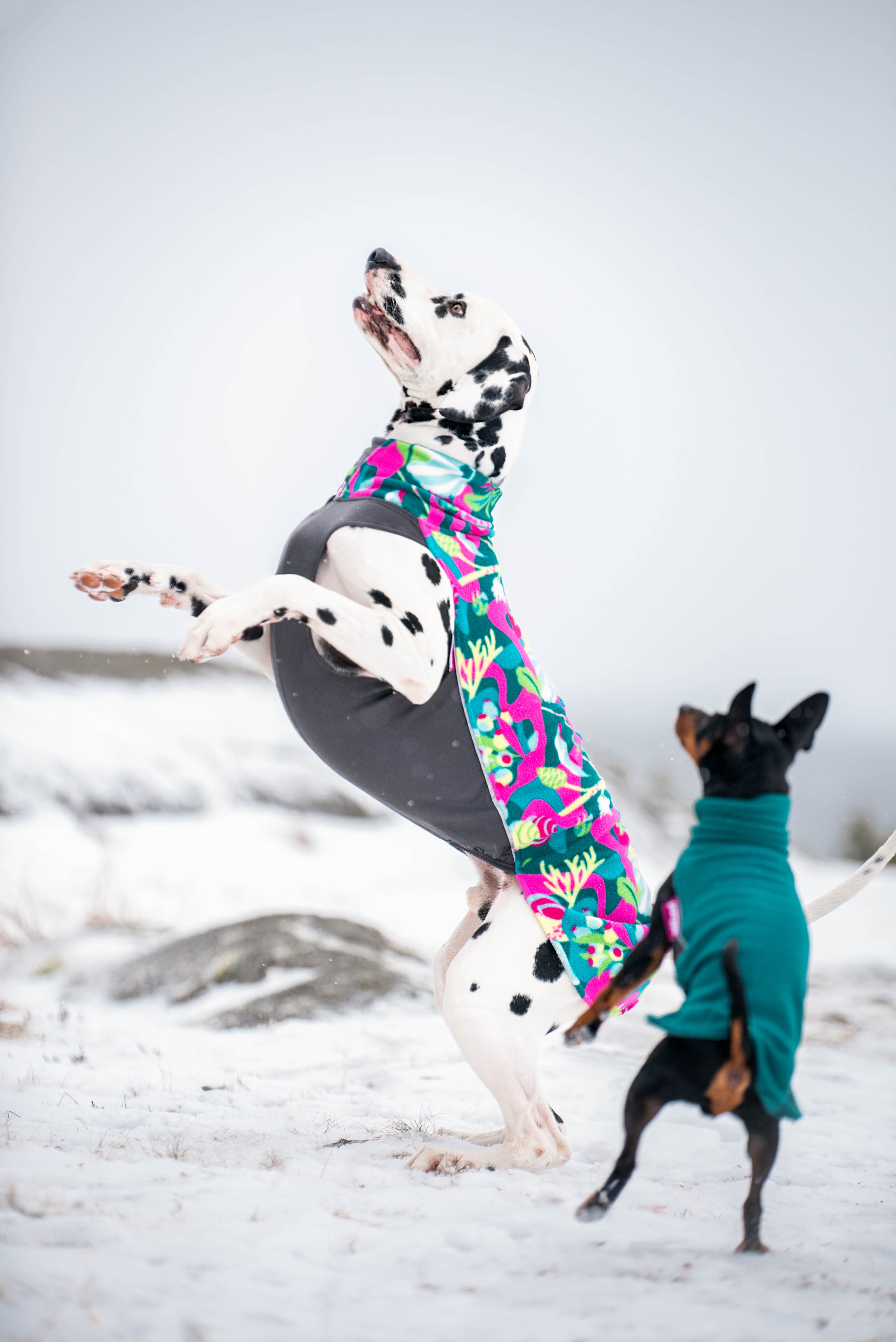Pomppa Jumppa Trail manteau polaire chien