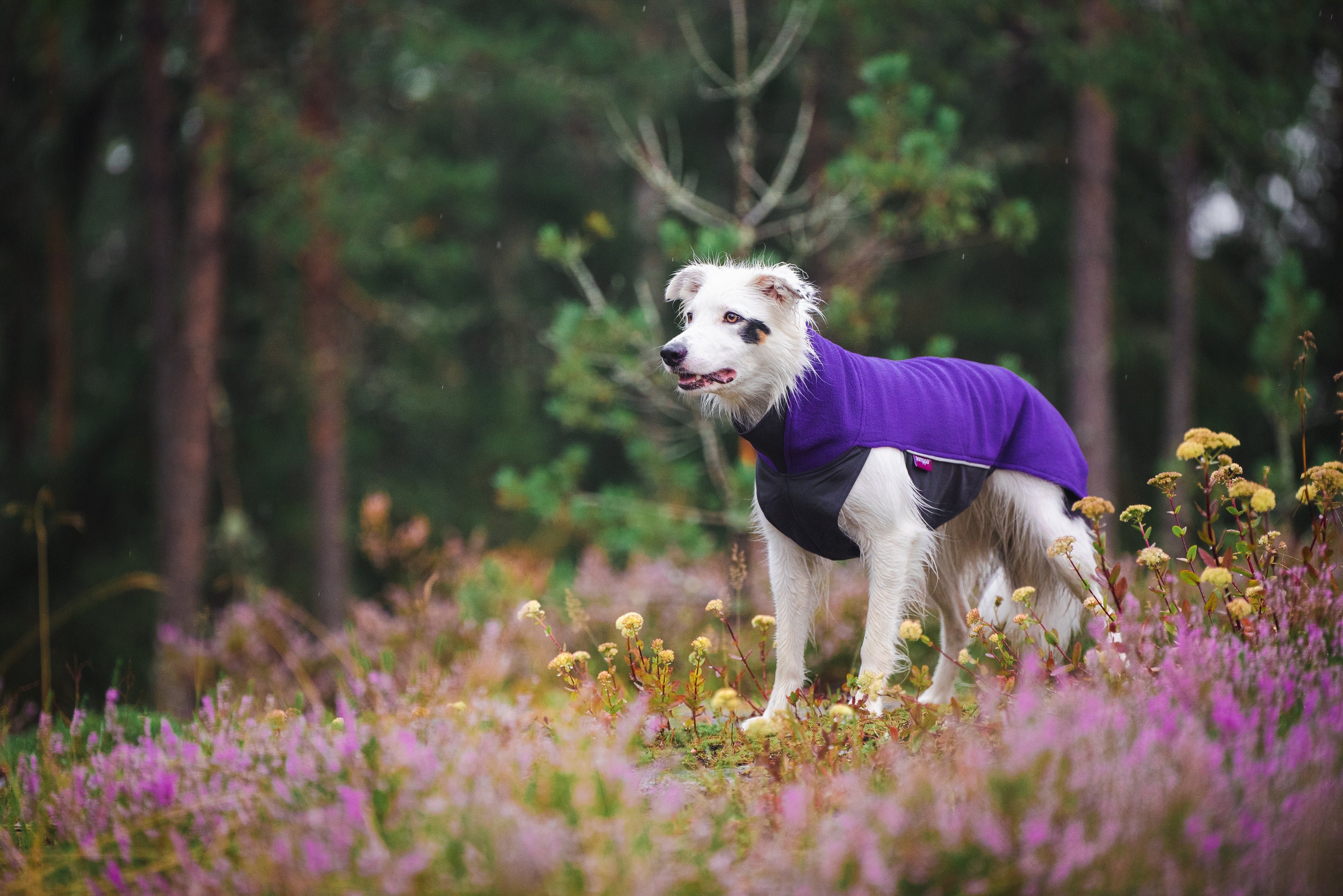 Pomppa Jumppa Violet manteau polaire chien