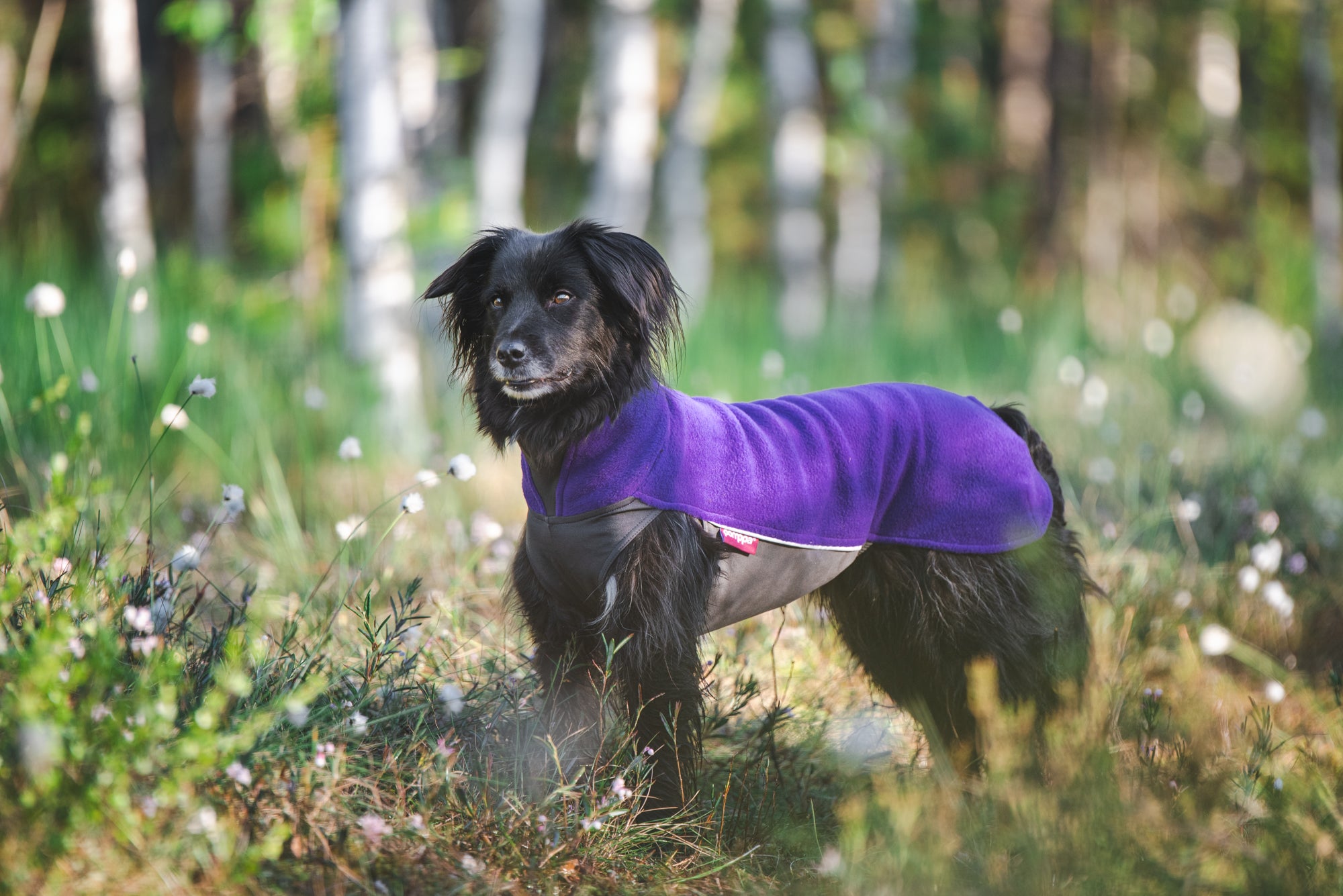 Pomppa Jumppa Violet manteau polaire chien
