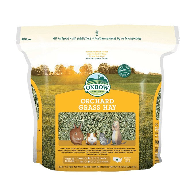 Foin Orchard Grass rongeur