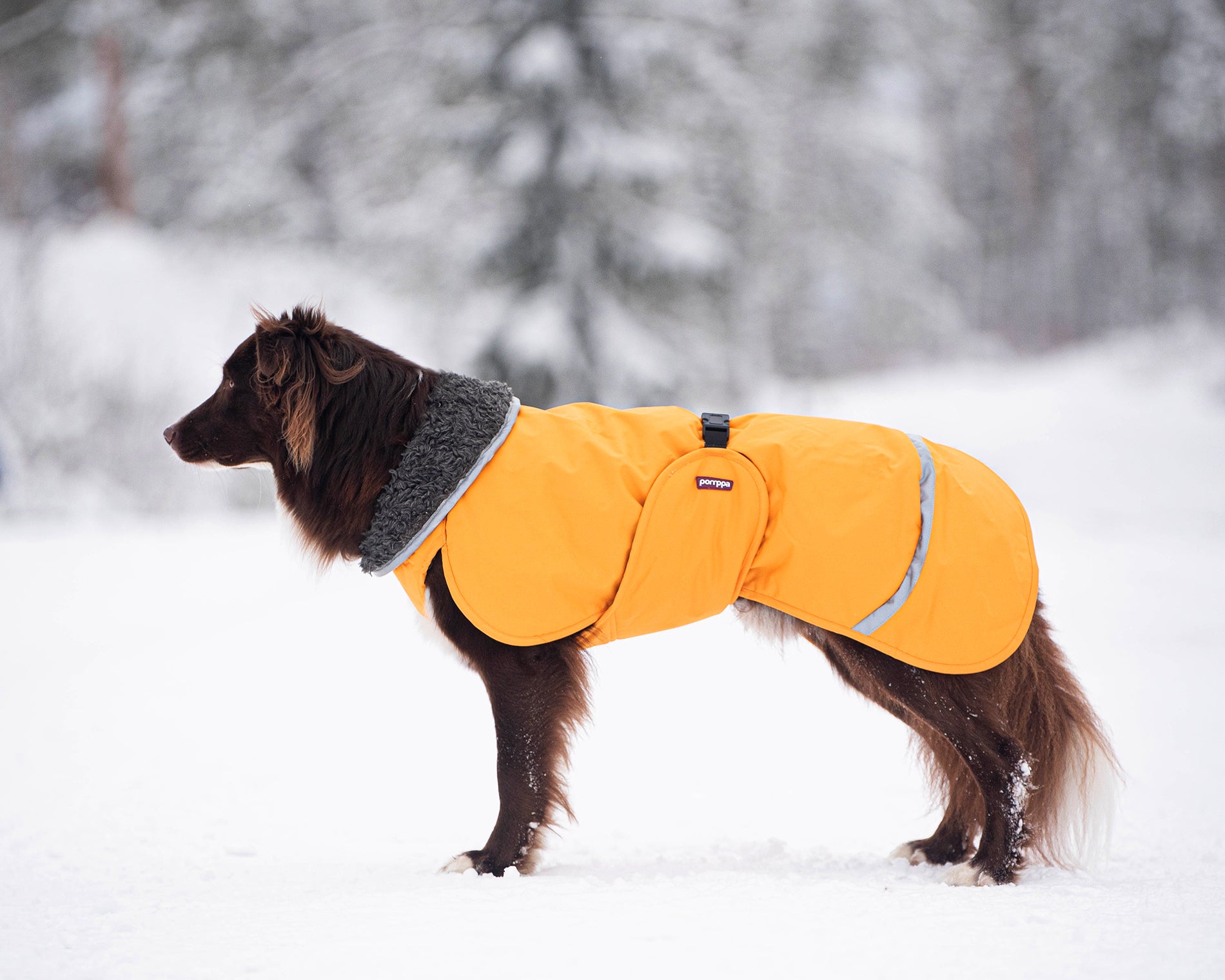 Pomppa Toppa Curry manteau imperméable doublé chien