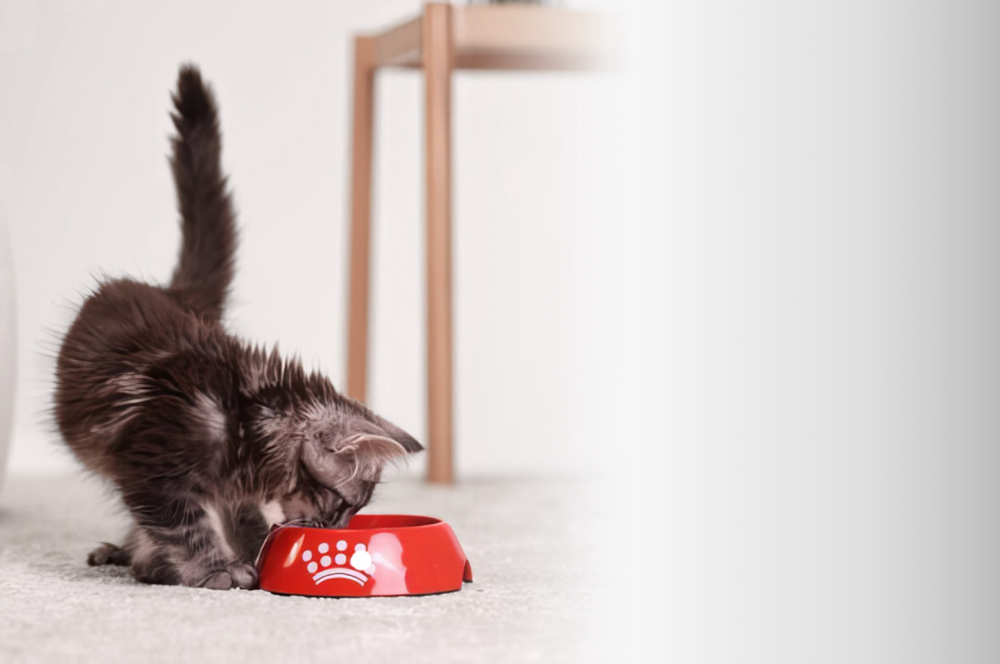 Royal Canin Sterilised 37 croquettes chat