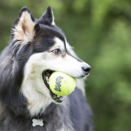 Jouet Kong balle tennis L x 2 - Chien