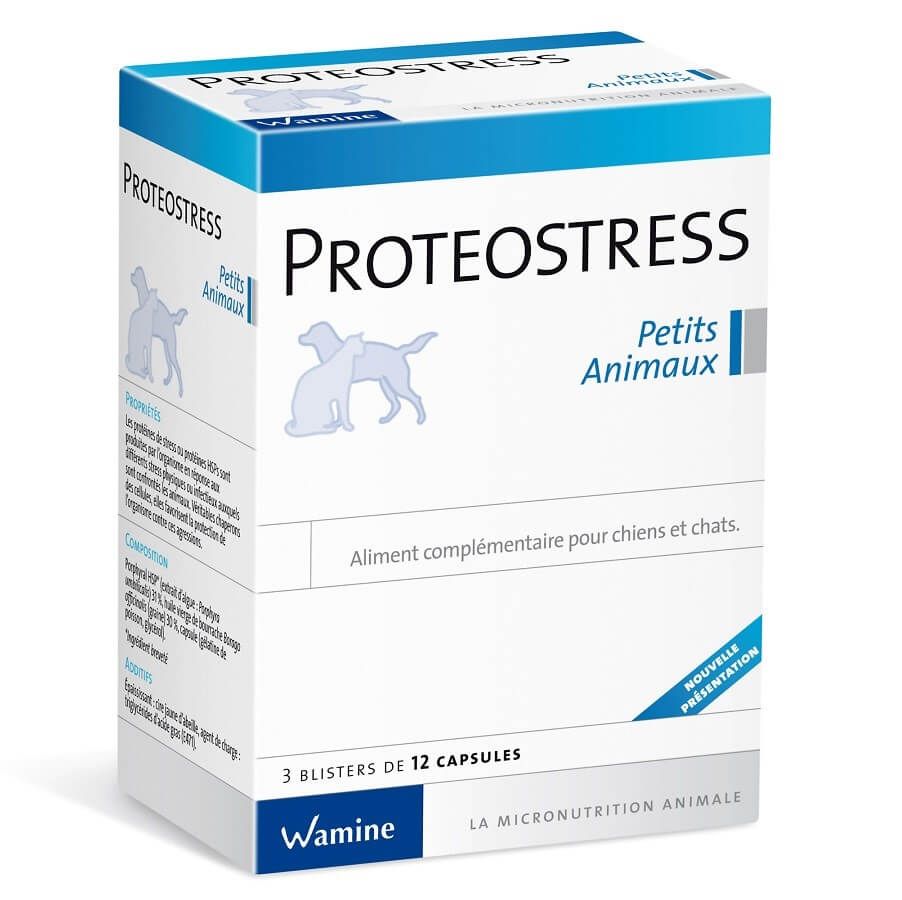 Proteostress chat, chien