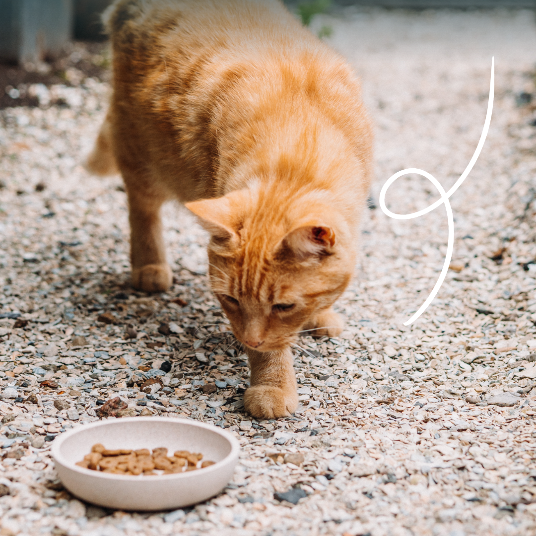 Yarrah bio - croquettes chat