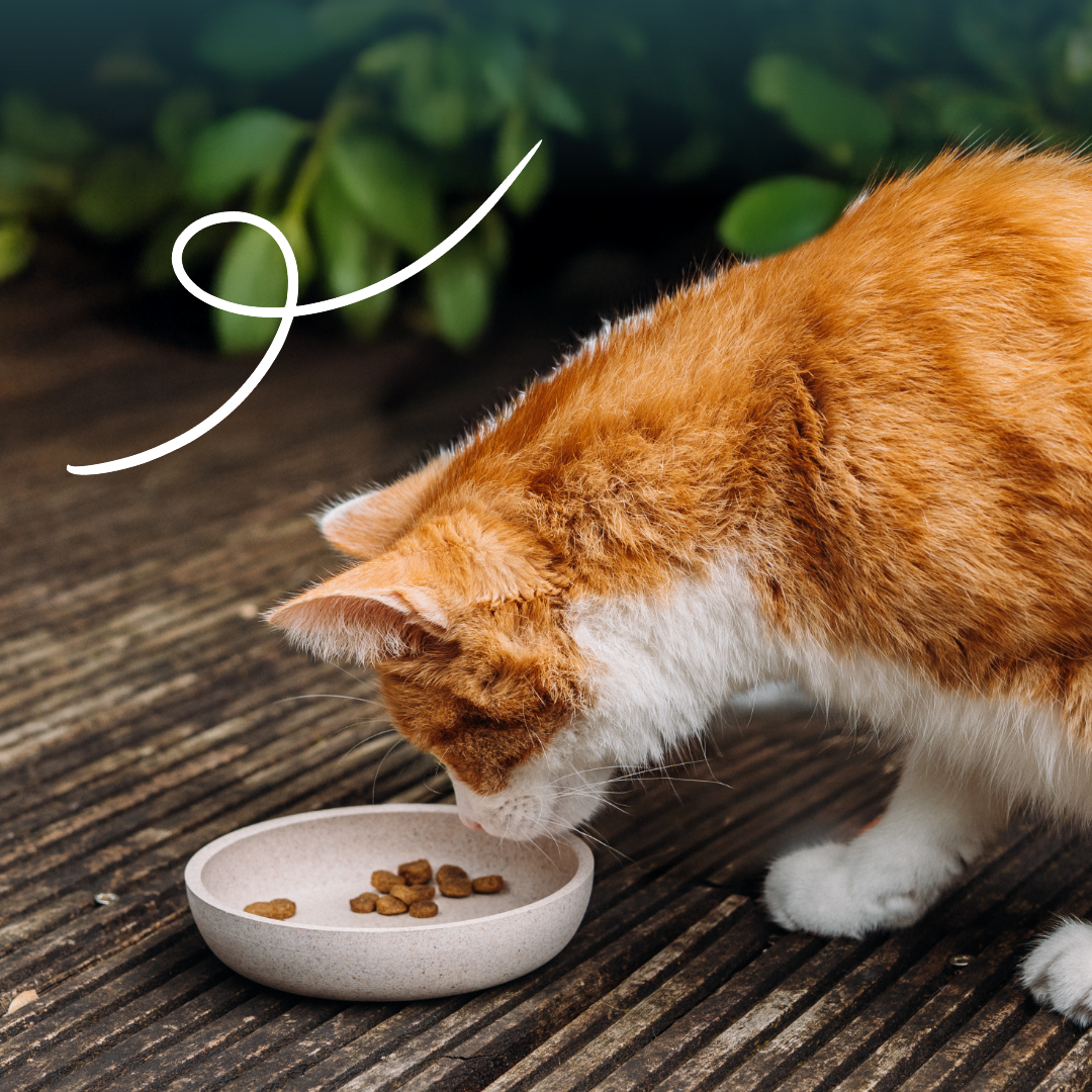 Yarrah croquettes bio sans céréales pour chat adulte