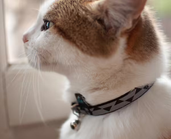 Collier Motif Réfléchissant - Chat