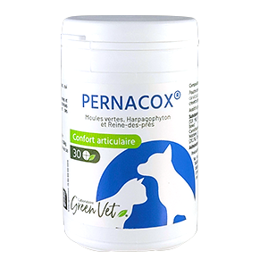 Pernacox chat, chien