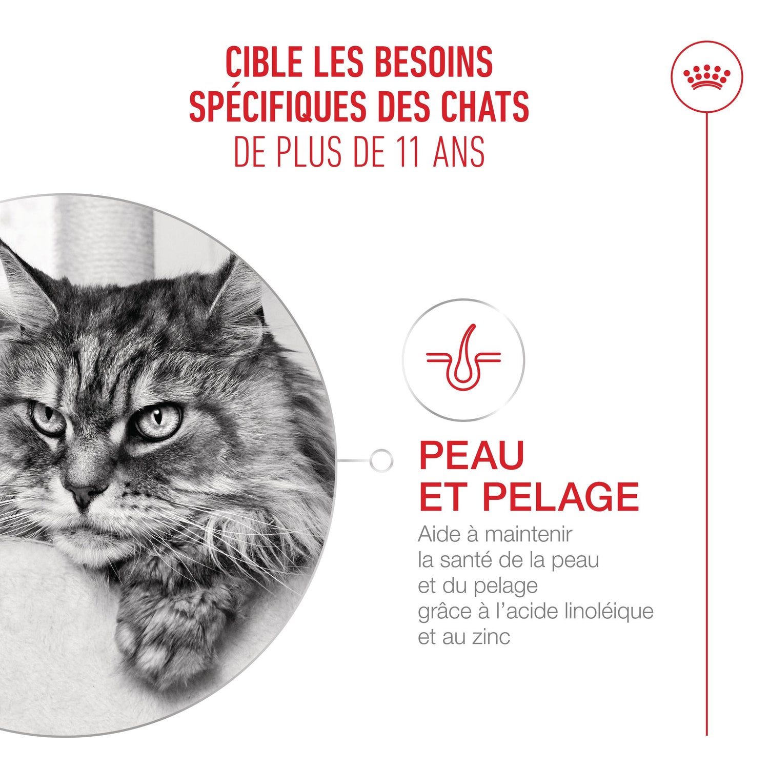 Royal Canin Ageing 11+ - croquettes chat