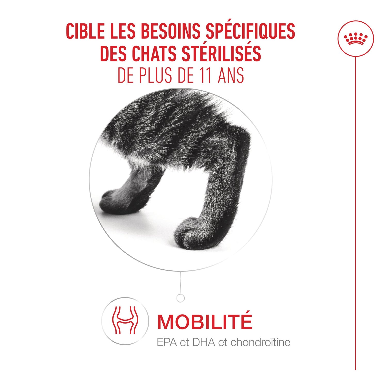 Royal Canin Ageing Sterilised 11+ chat senior