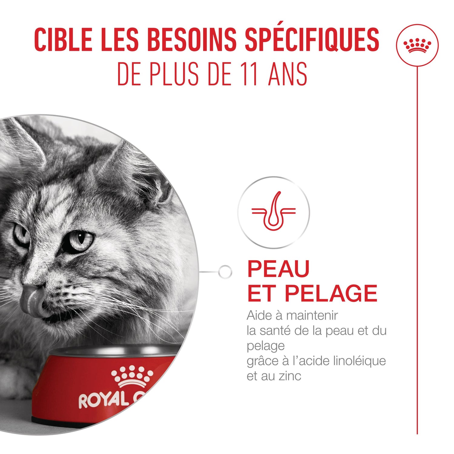Royal Canin Ageing Sterilised 11+ chat senior