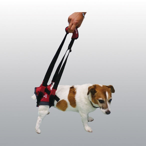 Harnais de maintien handy canis