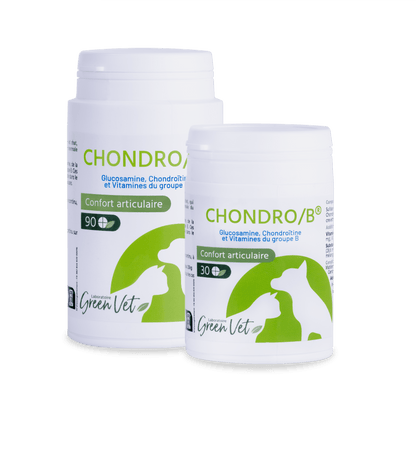 Chondro B Chat &amp; Chien