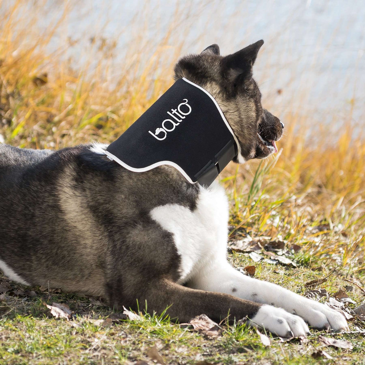 Minerve Balto Eco chien