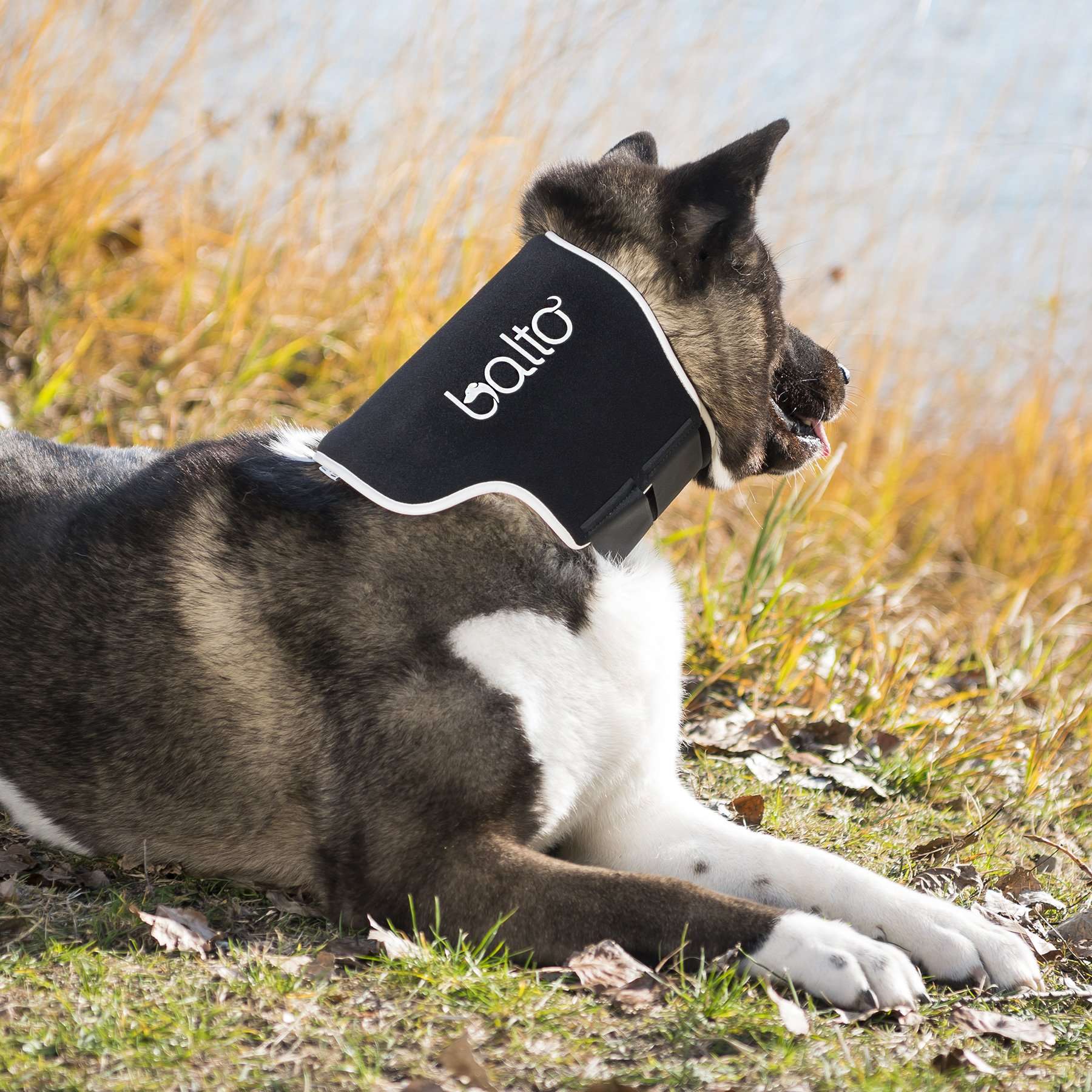 Minerve Balto Eco chien