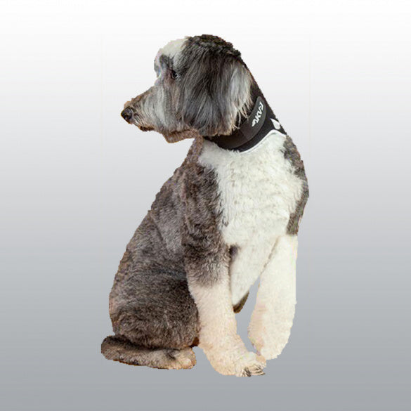 Minerve Balto Eco chien