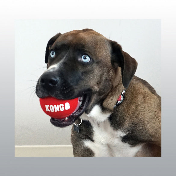 Jouet Kong Sport Balls chien