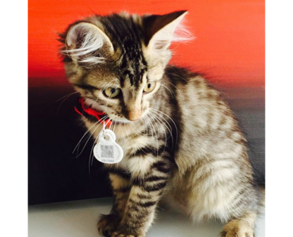 Médaille Petlink