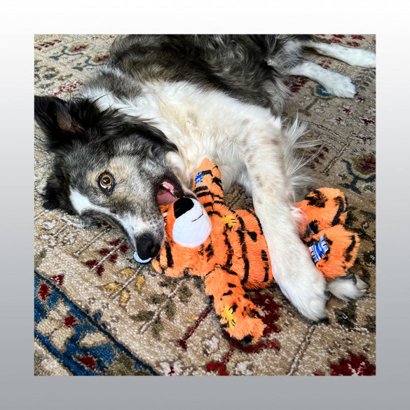 Jouet Kong Wild Knots Tiger chien