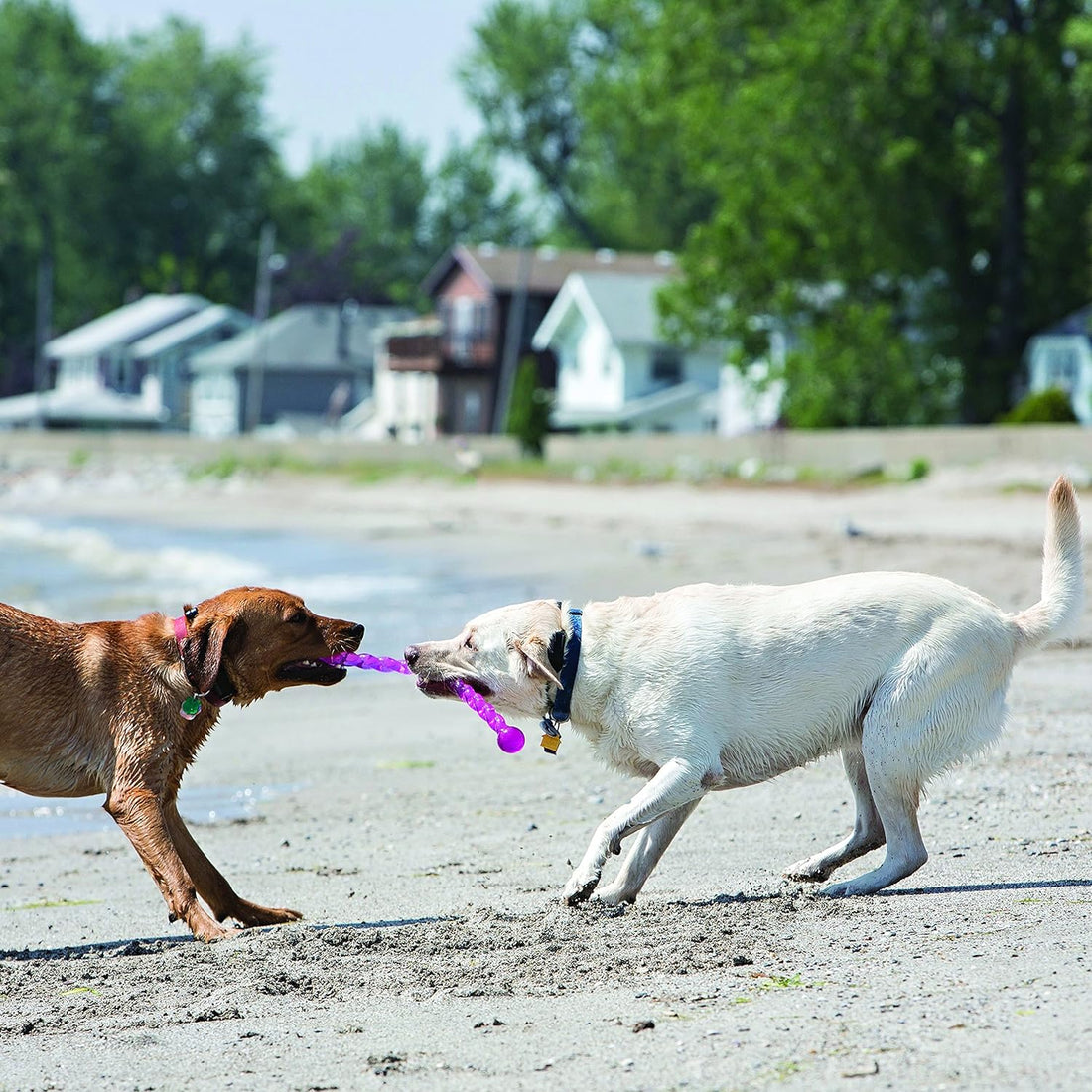 Jouet Kong Safestix chien