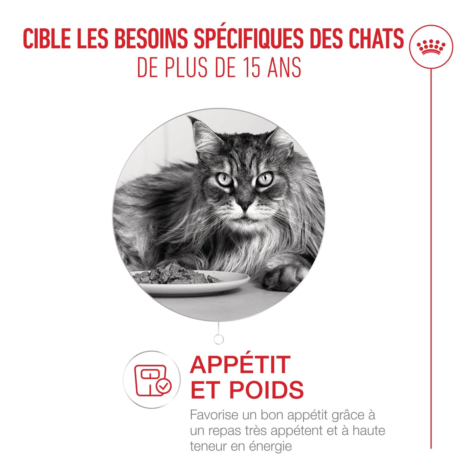 Royal Canin Ageing 15+ - pâtée chat