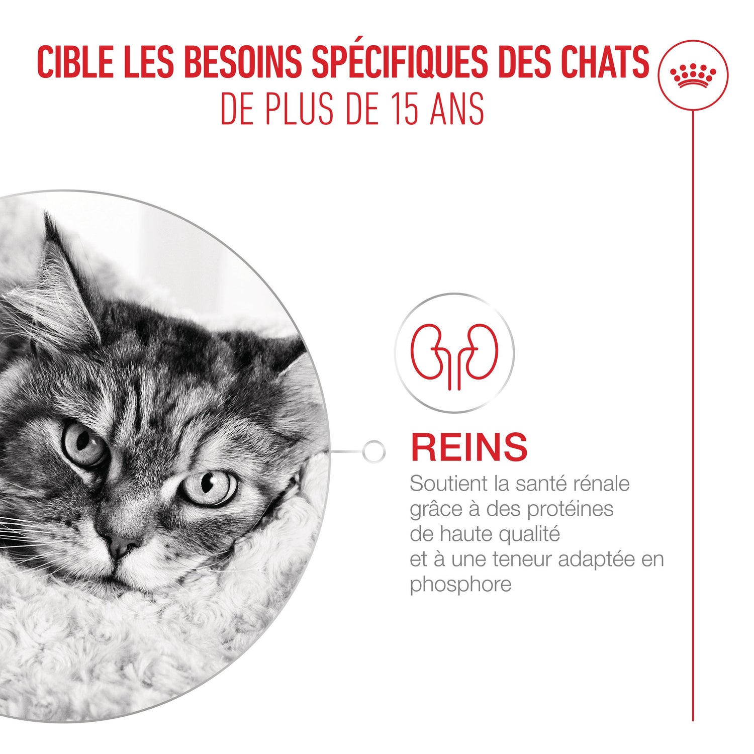 Royal Canin Ageing 15+ - pâtée chat