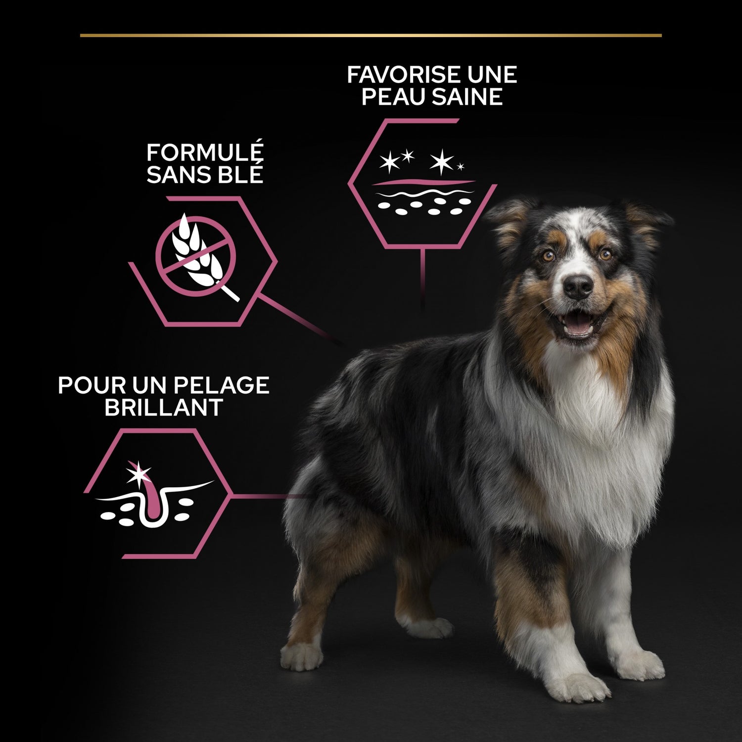 Pro Plan Sensitive Skin Medium Adult au saumon - croquettes chien