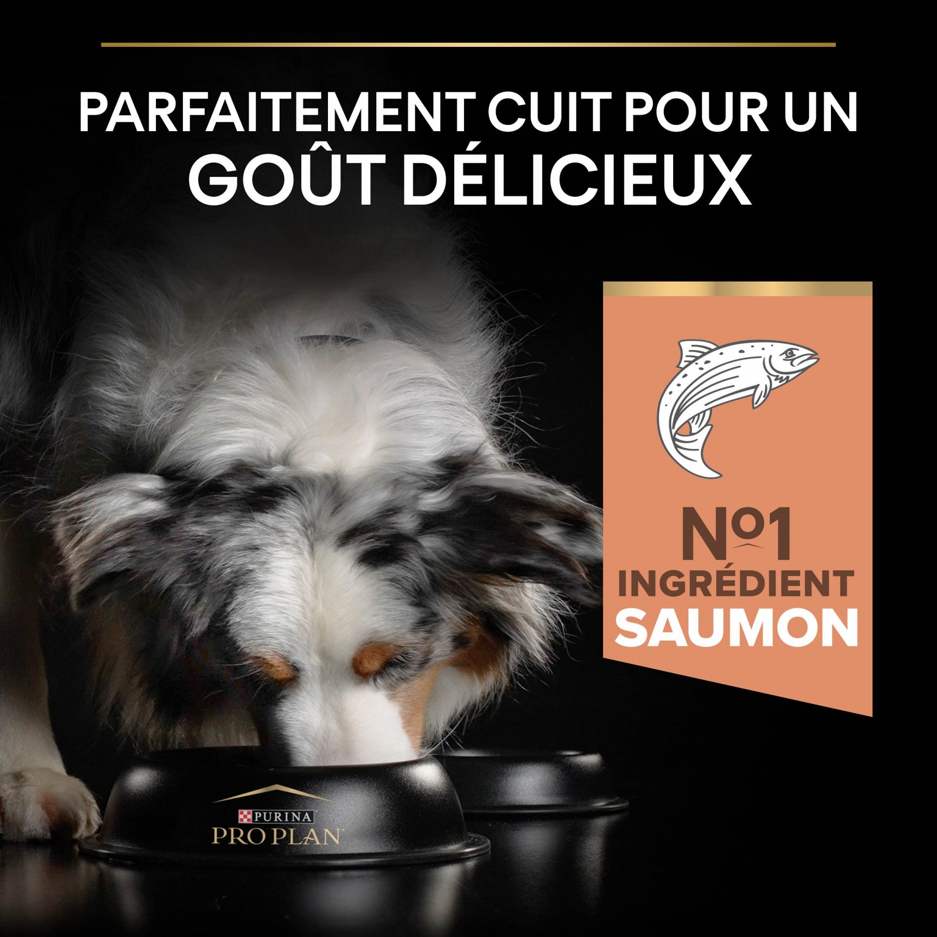 Pro Plan Sensitive Skin Medium &amp; Large Adult au saumon - croquettes chien
