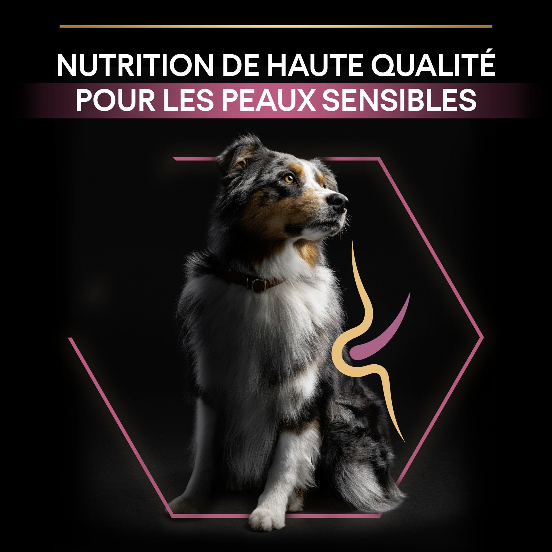 Pro Plan Sensitive Skin Medium &amp; Large Adult au saumon - croquettes chien