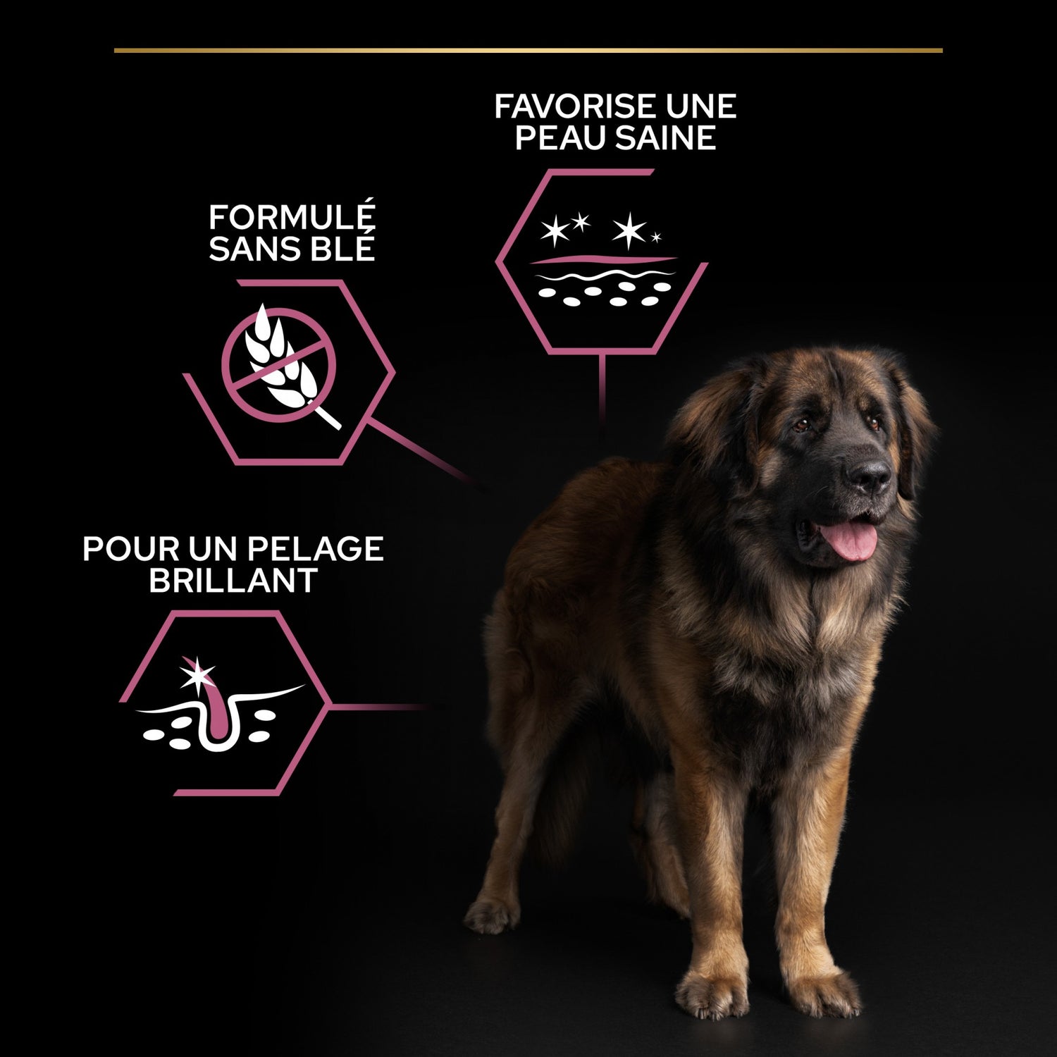 Pro Plan Sensitive Skin Large Robust Adult au saumon - croquettes chien