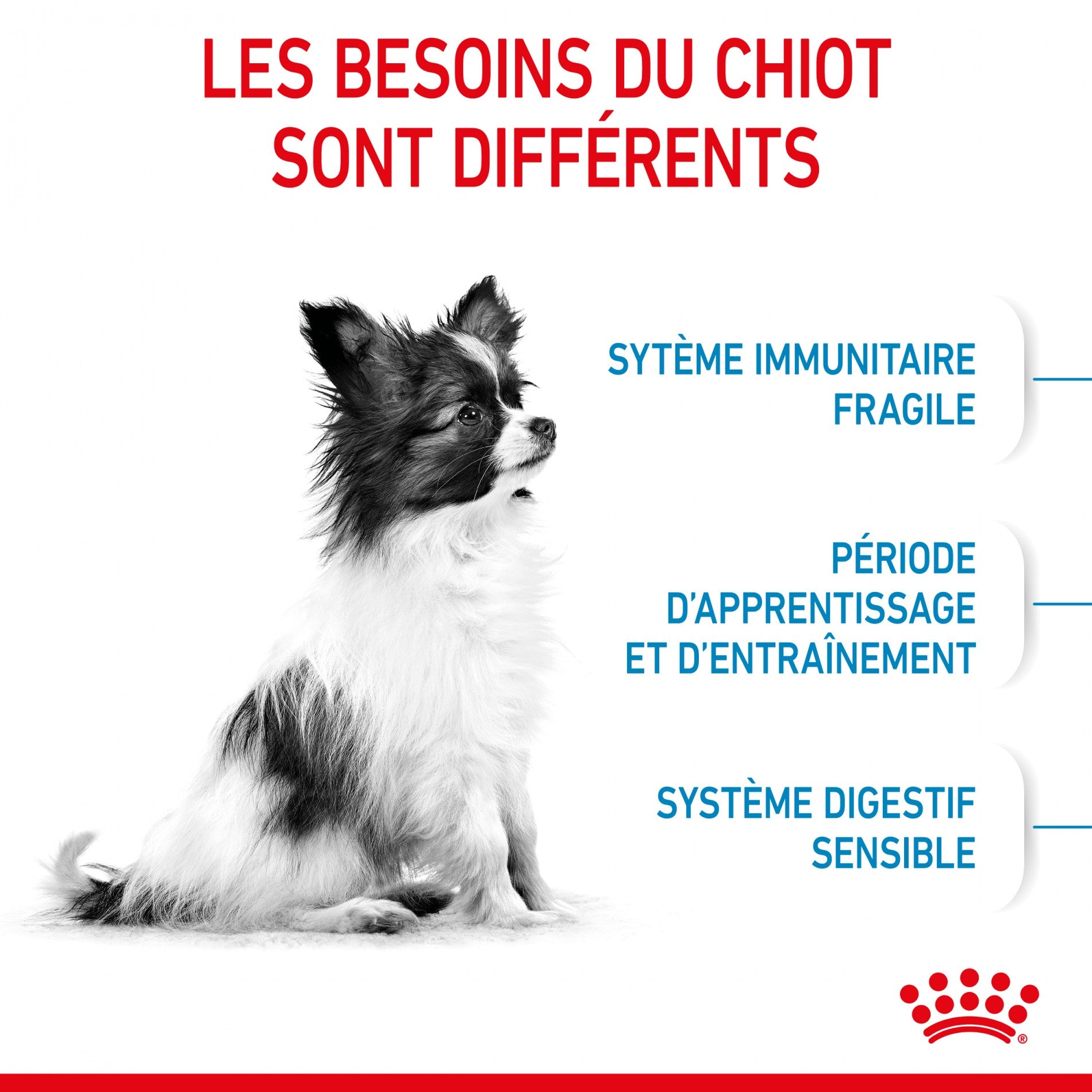 Royal Canin X-Small Puppy - croquettes chiot