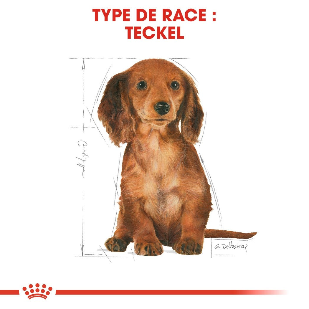 Royal Canin Teckel Puppy (Dachshund) - croquettes chiot