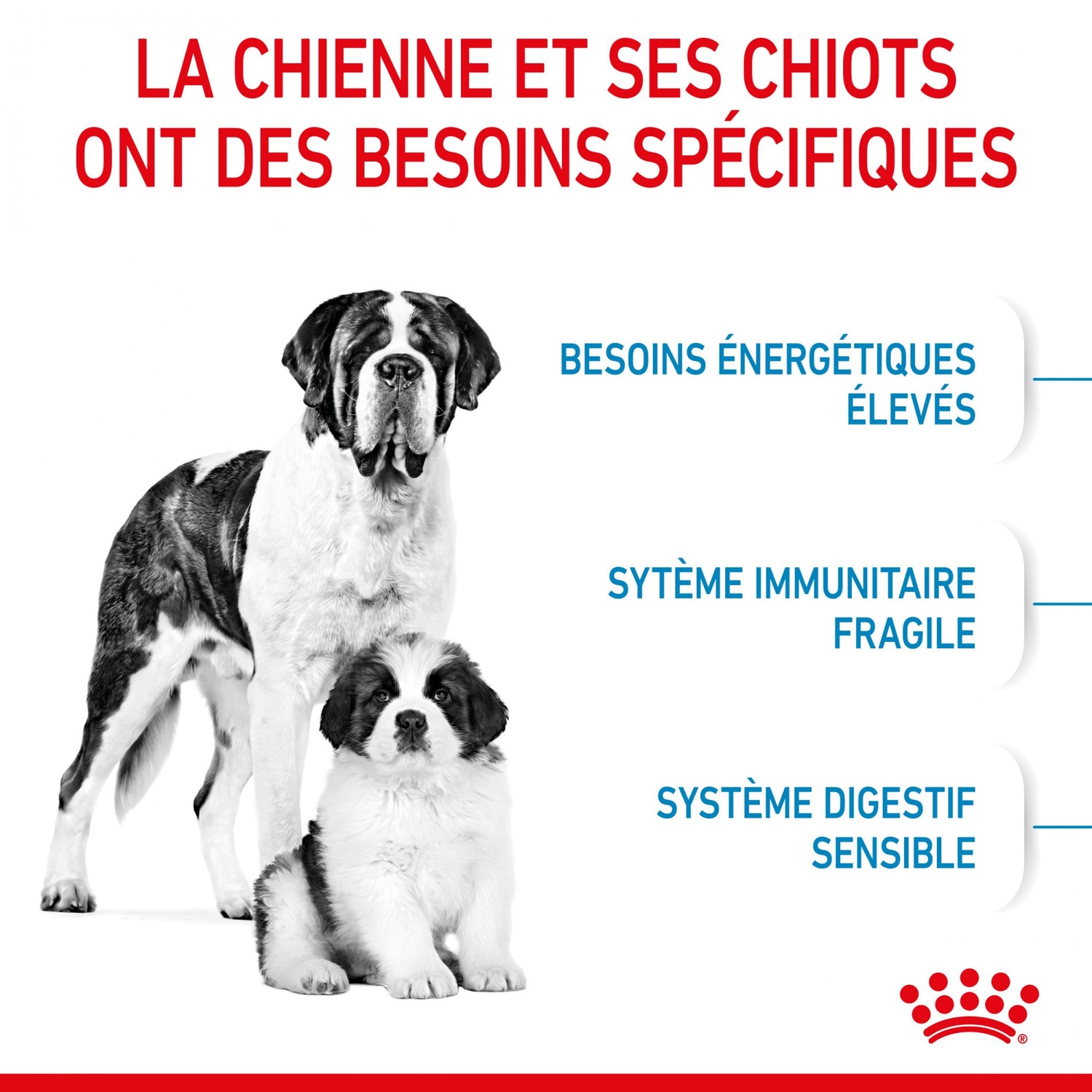 ROYAL CANIN Size Nutrition