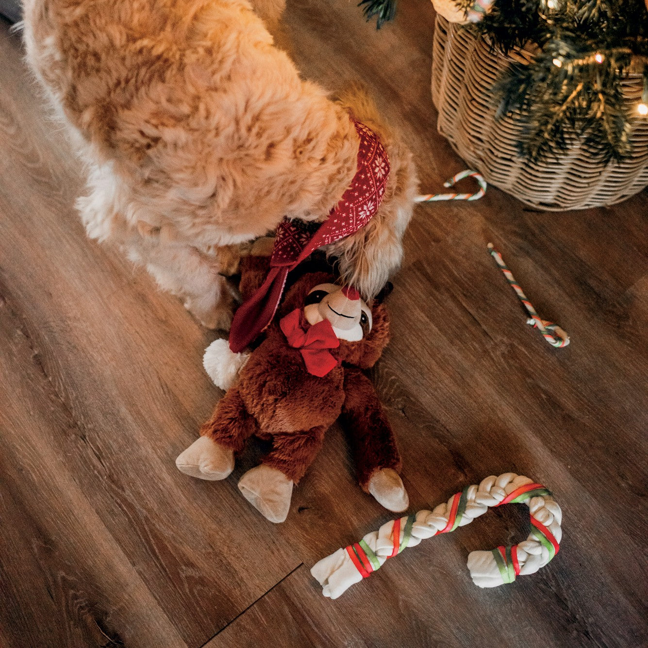 Canne de Noël chien