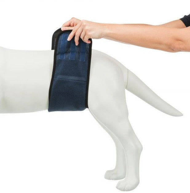 Bande ventrale pour chiens mâles